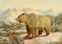 Alaskan Brown Bear poster print by J. Carter-Beard, vintage wildlife art.