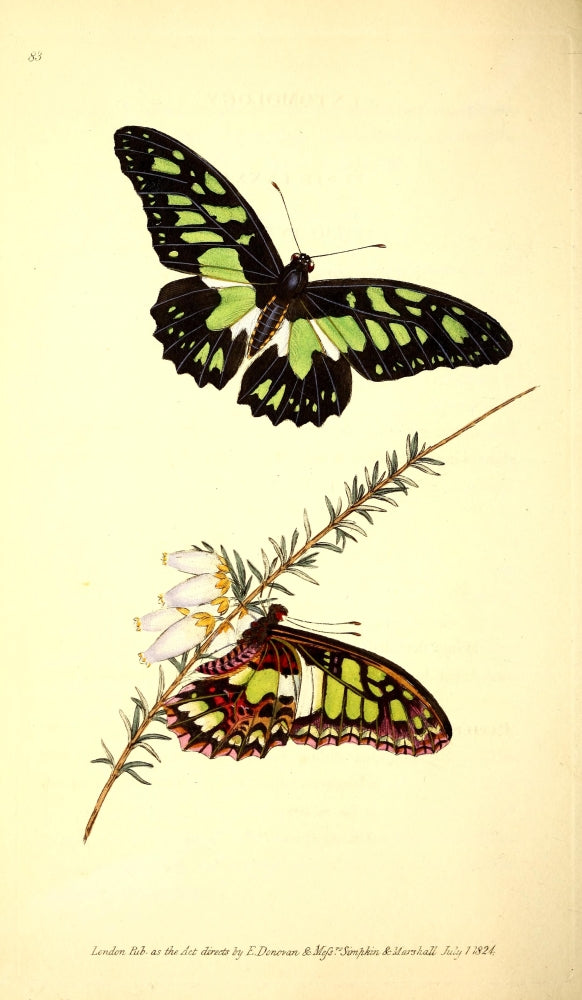 Tynderaeus Butterfly Poster Print from Naturalist's Repository 1824