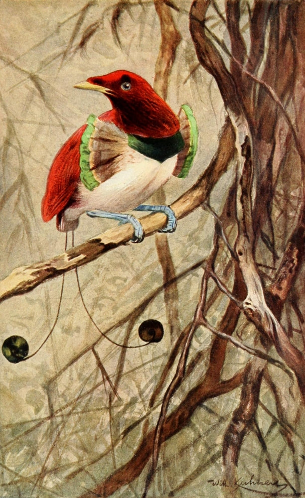 Brehms Tierleben 1911 King Bird of Paradise Poster Print by F.W. Kuhnert