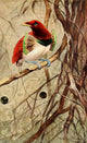 Brehms Tierleben 1911 King Bird of Paradise Poster Print by F.W. Kuhnert