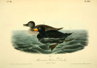 American Scoter Duck Poster Print from J.J. Audubon's Birds of America series
