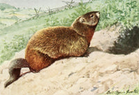 Burgess Animal Book Woodchuck Poster Print by L.A. Fuertes, charming illustration for children's rooms.