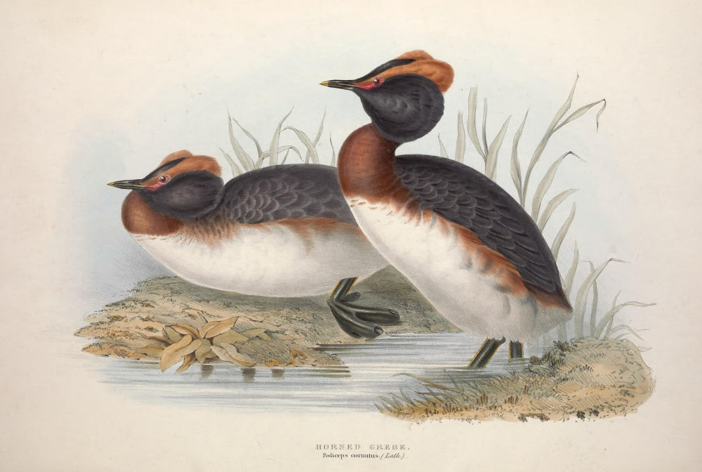 Horned Grebe Birds of Europe Art Print by J & E Gould