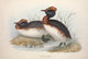 Horned Grebe Birds of Europe Art Print by J & E Gould