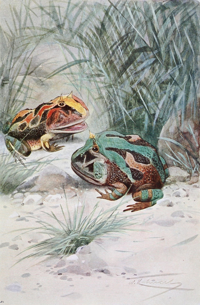Wild Life of the World Horned Frog Poster Print by F.W. Kuhnert