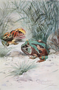 Wild Life of the World Horned Frog Poster Print by F.W. Kuhnert