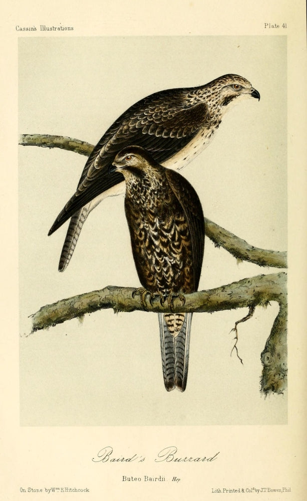 Baird's Buzzard Poster Print by W.E. Hitchcock, featuring a majestic bird in vibrant colors.