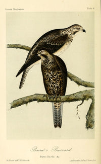 Baird's Buzzard Poster Print by W.E. Hitchcock, featuring a majestic bird in vibrant colors.