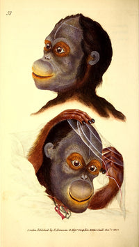 Naturalist's Repository 1824 Rufous Orangutan Head Poster Print