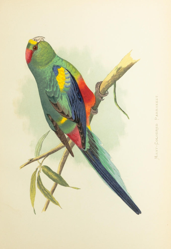 Parrots in Captivity 1884 Many-Coloured Parakeet Poster Print by A.F. Lydon