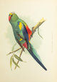 Parrots in Captivity 1884 Many-Coloured Parakeet Poster Print by A.F. Lydon
