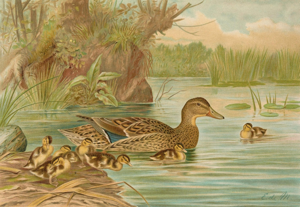 Naturgeschichte der Vögel 1897 Mallards Poster Print showcasing elegant mallard ducks.