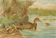 Naturgeschichte der Vögel 1897 Mallards Poster Print showcasing elegant mallard ducks.