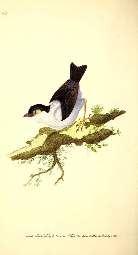 Black-capped Manakin Poster Print from Naturalist's Repository 1824