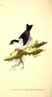 Black-capped Manakin Poster Print from Naturalist's Repository 1824
