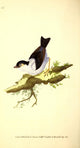 Black-capped Manakin Poster Print from Naturalist's Repository 1824