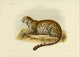 Des Mammifères 1868 North China Panther Poster Print by Huet
