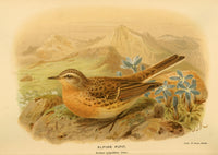 Alpine Pipit poster print from Birds of the British Islands 1885 by John G. Keulemans.