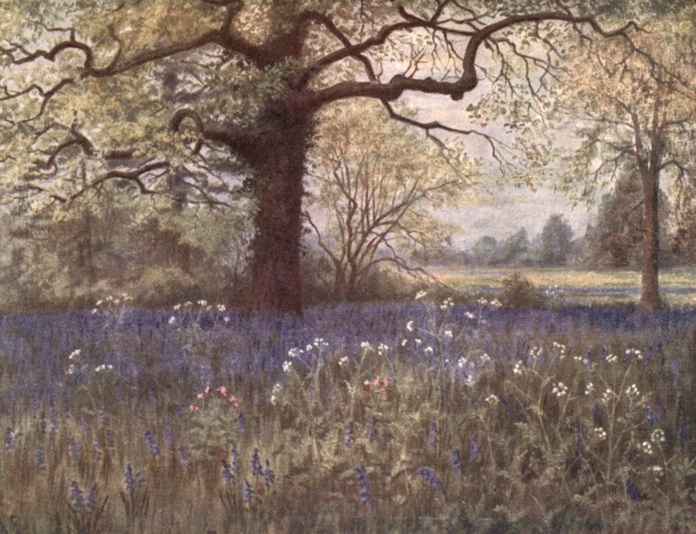Kew Gardens 1908 Wild Hyacinths Poster Print by T. Mower Martin