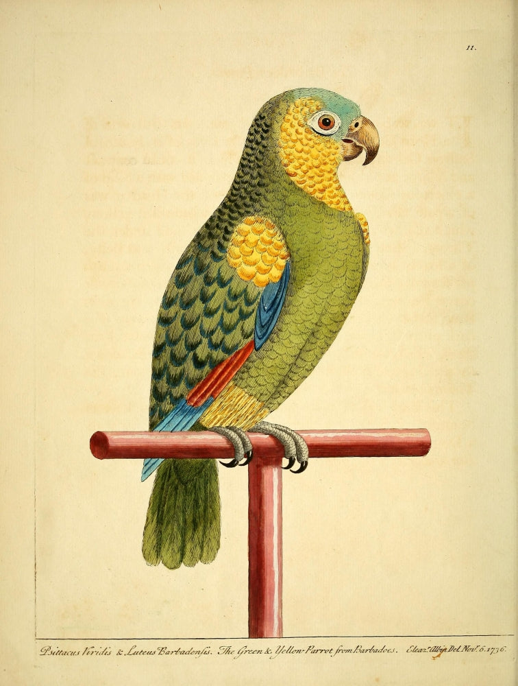 Natural History of Birds Green & Yellow Parrot Poster Print