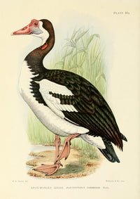 Spur-winged Goose Poster Print from The Game-birds & Water-fowl of South Africa by Sergeant Charles G. Davis