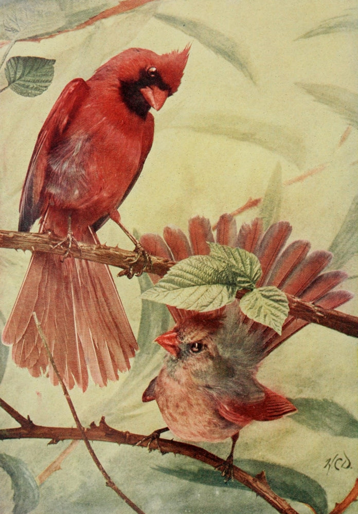 Bird Neighbors 1904 Cardinal Grosbeak Poster Print by Henry C. Denslow