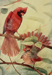 Bird Neighbors 1904 Cardinal Grosbeak Poster Print by Henry C. Denslow