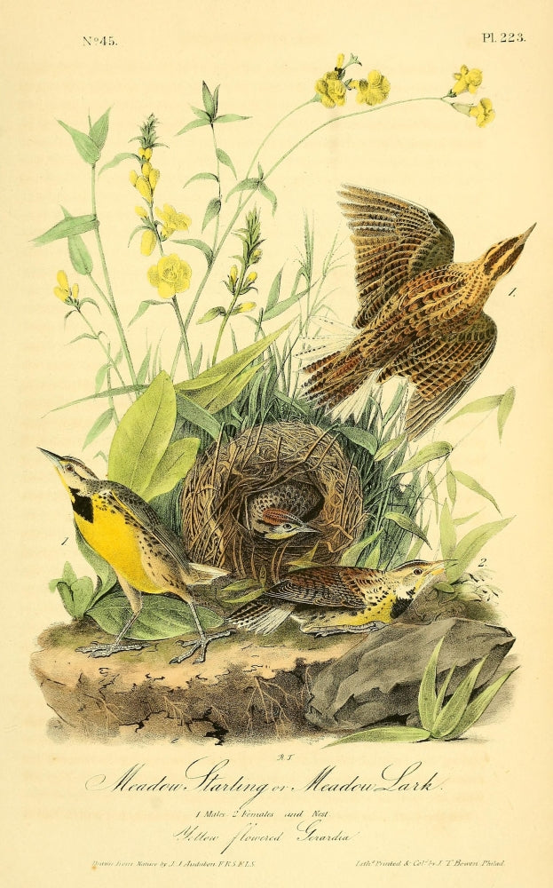 Birds of America 1844 Meadow Starling Poster Print by J.J. Audubon