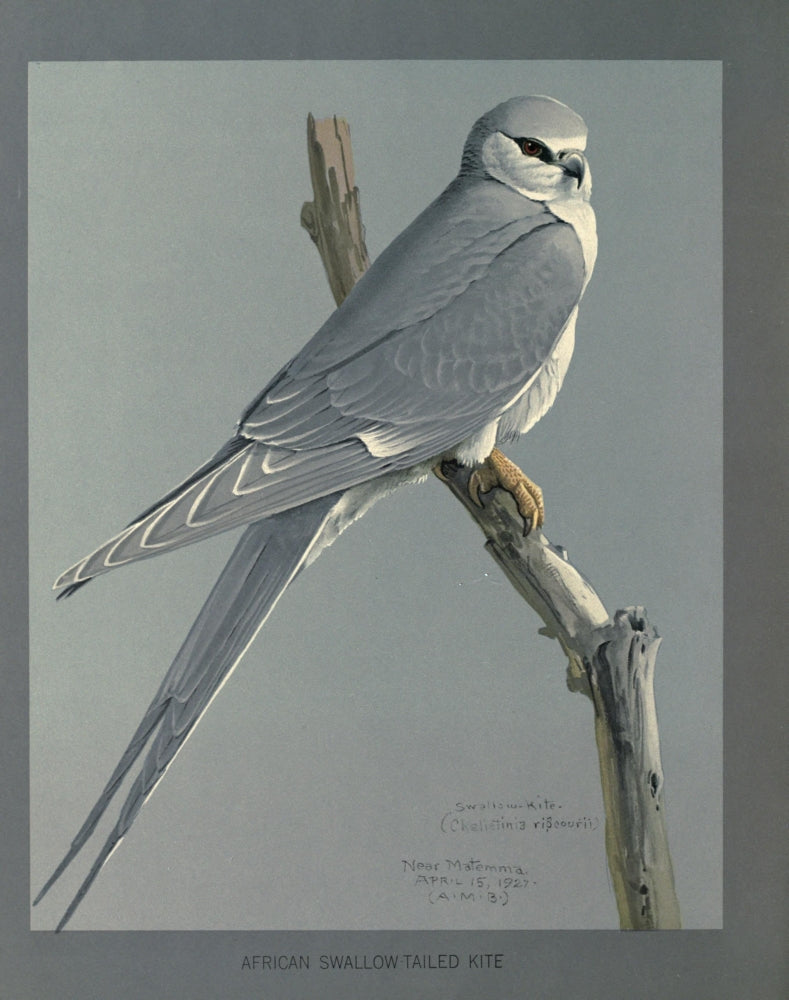 Abyssinian Birds & Mammals African Snow-Tailed Kite Poster Print by L.A. Fuertes