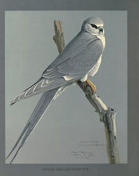 Abyssinian Birds & Mammals African Snow-Tailed Kite Poster Print by L.A. Fuertes