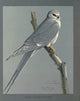 Abyssinian Birds & Mammals African Snow-Tailed Kite Poster Print by L.A. Fuertes