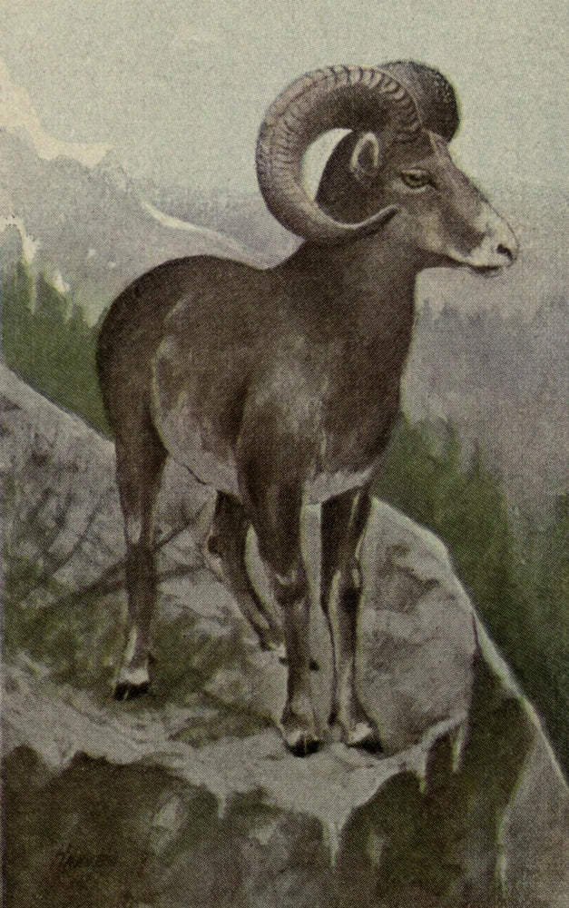 Rocky Mountain Sheep poster print from 1915 by Harry F. Harvey.