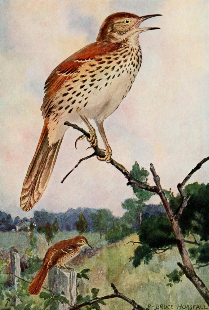 Bird-Lore 1922 Brown Thrasher Poster Print by R.B. Horsfall