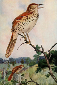 Bird-Lore 1922 Brown Thrasher Poster Print by R.B. Horsfall