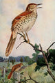 Bird-Lore 1922 Brown Thrasher Poster Print by R.B. Horsfall