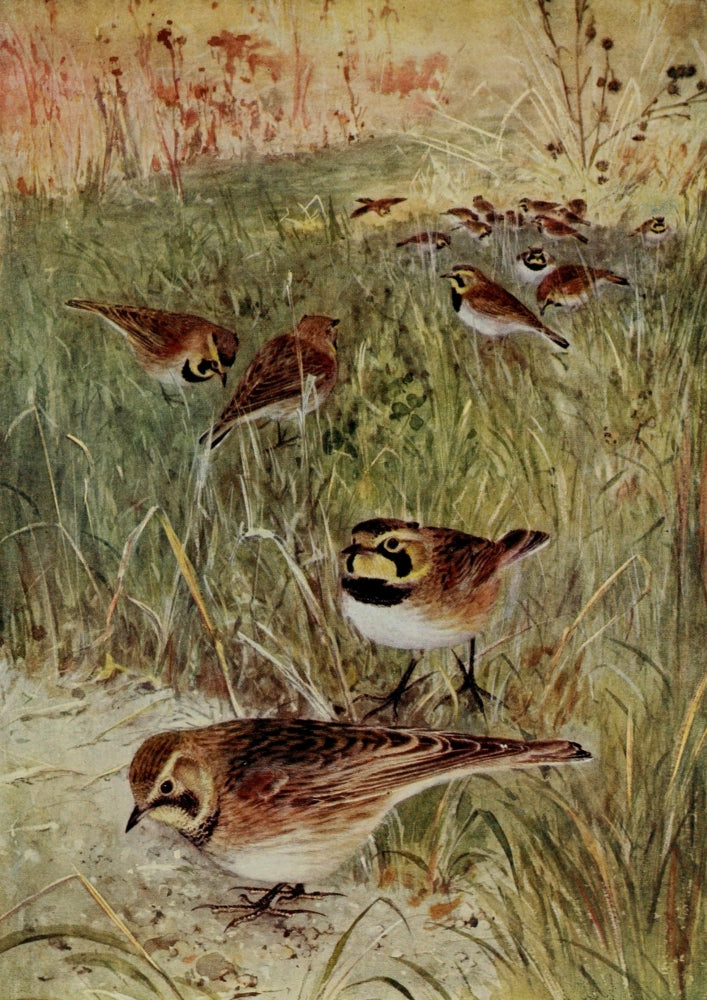 Bird-Lore 1922 Horned Lark Poster Print by R.B. Horsfall, showcasing the beauty of nature.
