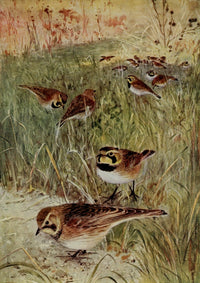 Bird-Lore 1922 Horned Lark Poster Print by R.B. Horsfall, showcasing the beauty of nature.