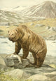 1918 Brown Bear Poster Print from Wild Animals of N. America by L.A. Fuertes