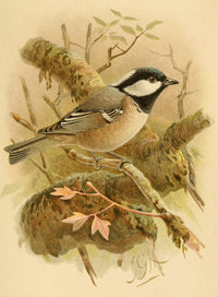 Birds of the British Islands 1885 Coal Titmouse Poster Print by John G. Keulemans