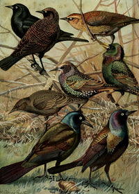 Birds of Massachusetts 1925 Starlings & Grackle Poster Print by L.A. Fuertes