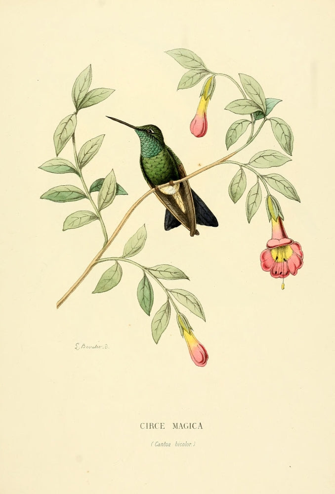 Oiseau Mouches Circe Magica Poster Print by L. Bevalet