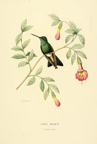 Oiseau Mouches Circe Magica Poster Print by L. Bevalet