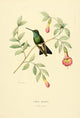 Oiseau Mouches Circe Magica Poster Print by L. Bevalet