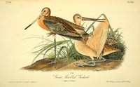 Great Marbled Godwit Poster Print by J.J. Audubon from Birds of America collection