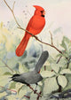 Burgess Bird Book 1919 Cardinal & Catbird Art Print by L.A. Fuertes