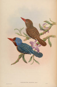 Birds of Asia 1850 Tenasserim Kingfisher Poster Print by John Gould