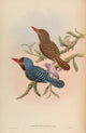 Birds of Asia 1850 Tenasserim Kingfisher Poster Print by John Gould