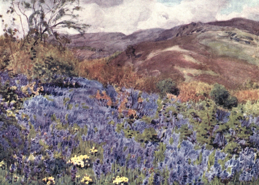 English Lakes 1908 Wild Hyacinths Poster Print by A. Cooper