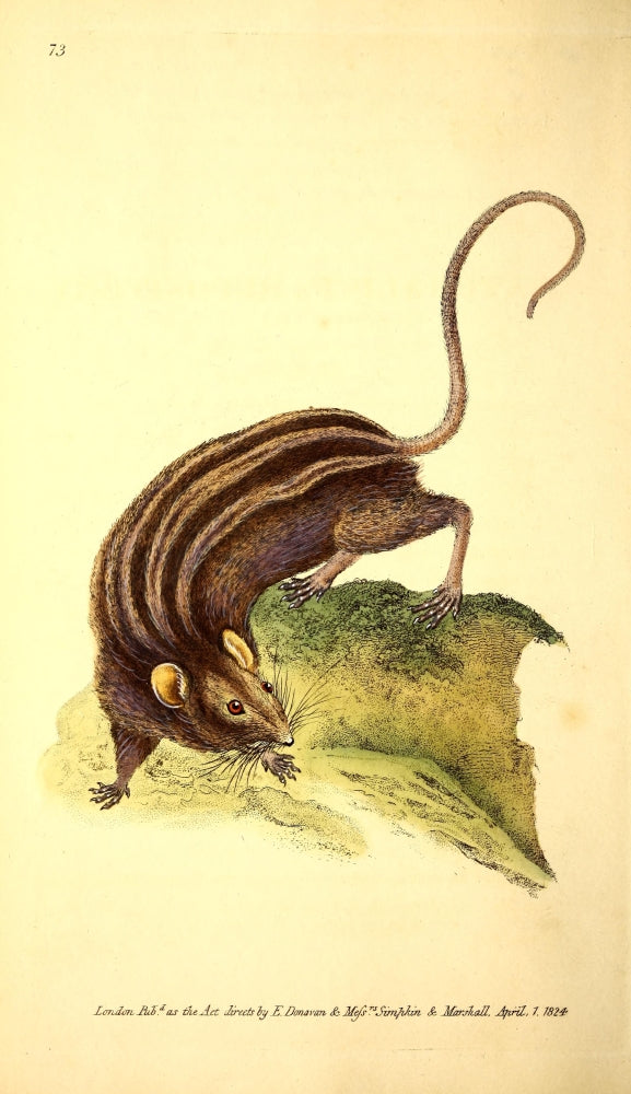 Naturalist's Repository 1824 Donovan's Rat Poster Print by E. Donovan