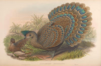 Birds of Asia 1850 Malayan Peacock Pheasant Poster Print featuring vibrant colors and intricate details.